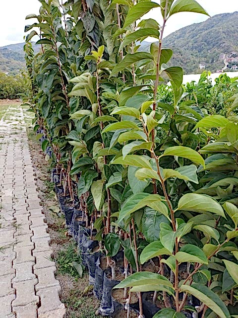 3 Yaş Aşılı Rojo Brillante  Trabzon Hurması