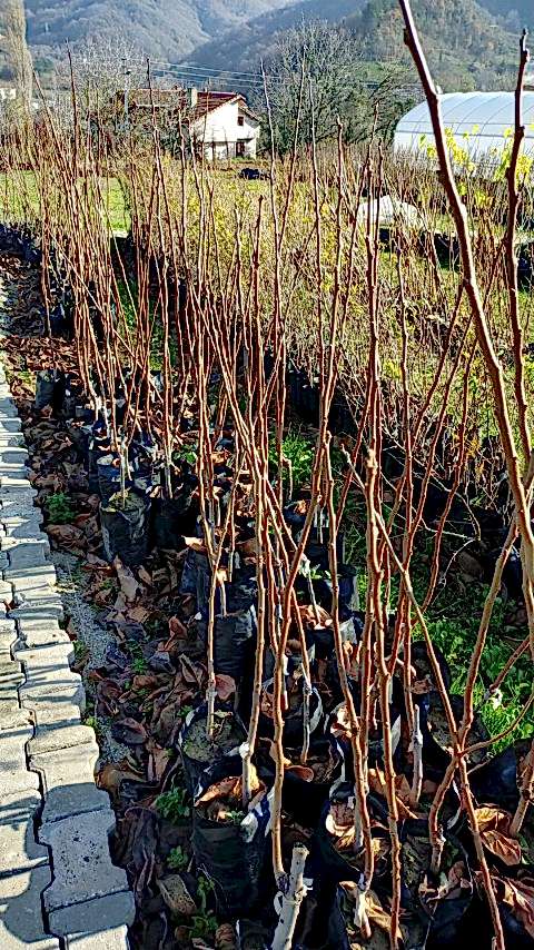 3 Yaş Aşılı Rojo Brillante  Trabzon Hurması