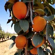 3 Yaş Aşılı Rojo Brillante  Trabzon Hurması