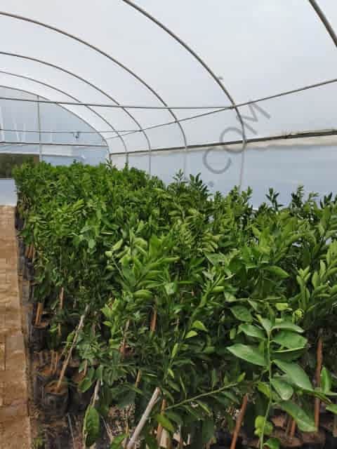 3 Yaş Aşılı Satsuma Mandalina