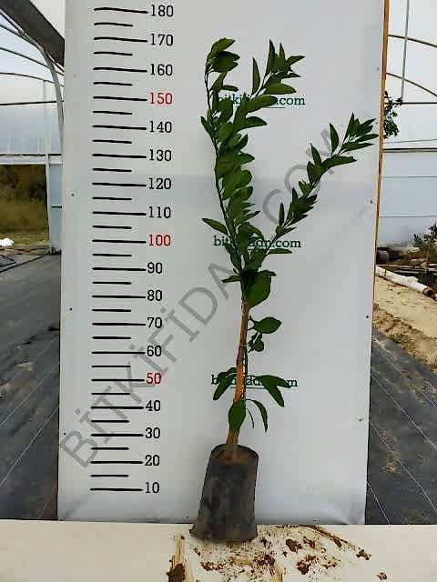 3 Yaş Aşılı Satsuma Mandalina