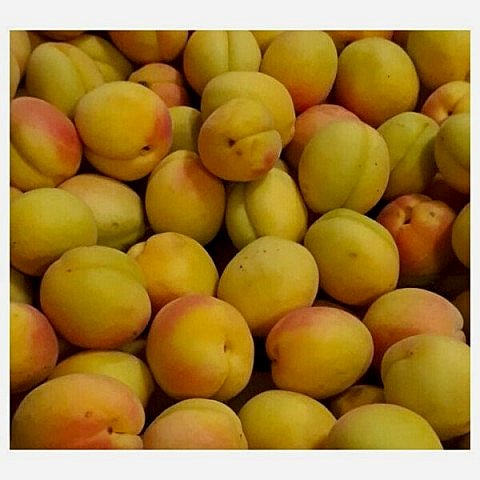 3 Yaş Aşılı Şekerpare Kayısı Fidanı