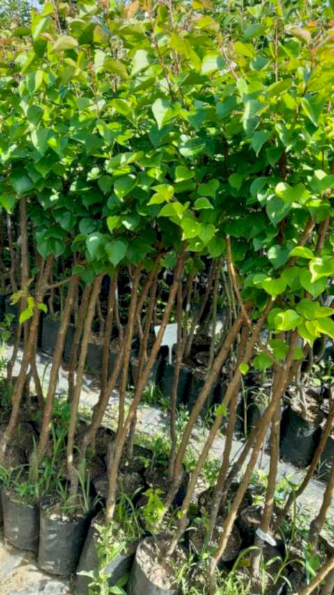 3 Yaş Aşılı Şekerpare Kayısı Fidanı