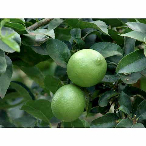 3 Yaş Aşılı Tahiti Lime Fidanı