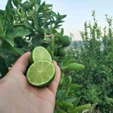 3 Yaş Aşılı Tahiti Lime Fidanı