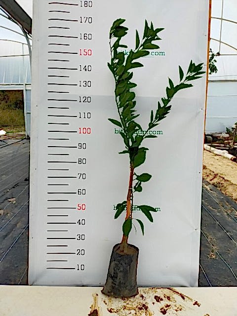 3 Yaş Aşılı Tahiti Lime Fidanı