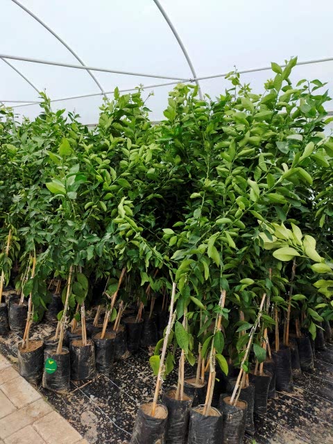 3 Yaş Aşılı Tahiti Lime Fidanı