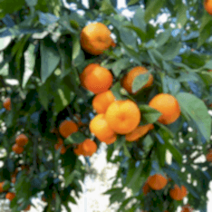 3 Yaş Aşılı W.murcott Mandalina Fidanı