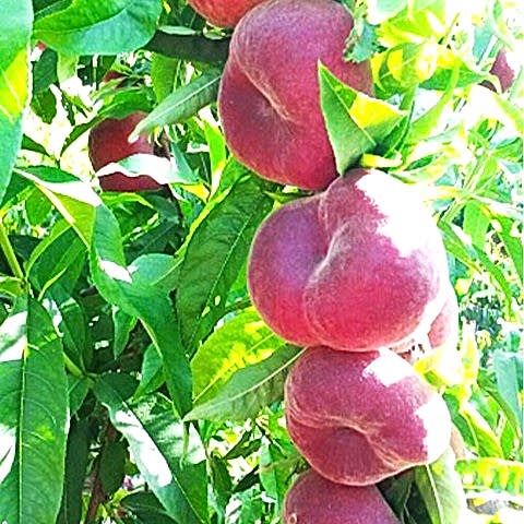 3 Yaş Aşılı Yassı Şeftali Fidanı