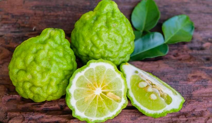 3 Yaş Bergamot Fidanı