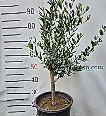 3 Yaş Bodur Gemlik Zeytin Fidanı