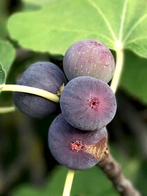 3 Yaş Bursa Dürdane İncir Fidanı