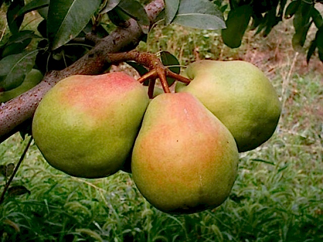 3 Yaş Deveci Armut Fidanı