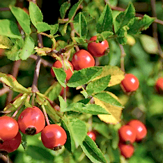 3 Yaş Dikensiz Kuşburnu Fidanı