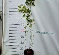 3 Yaş Dikensiz Kuşburnu Fidanı