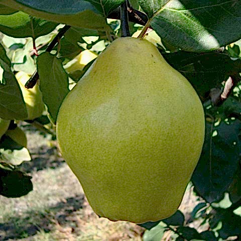 3 Yaş Ege 22 Ayvası Fidanı