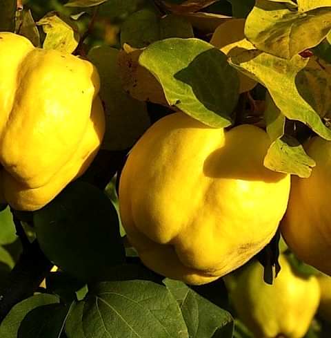 3 Yaş Eşme Ayva Fidanı