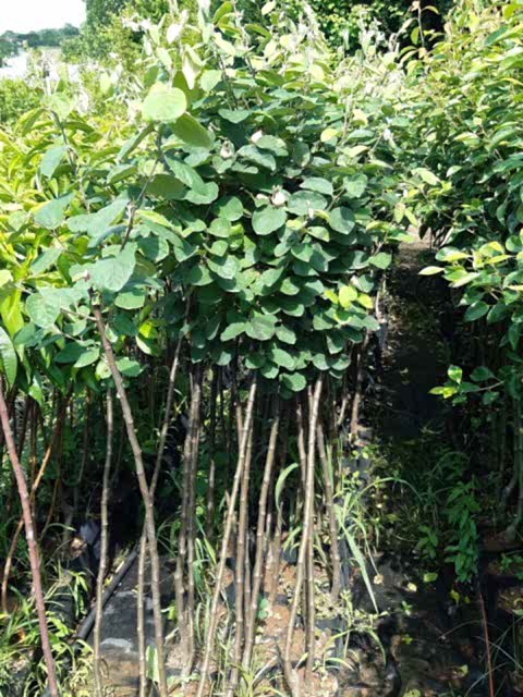 3 Yaş Eşme Ayva Fidanı