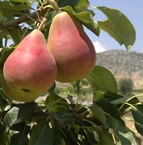 3 Yaş Etruşka Armut Fidanı