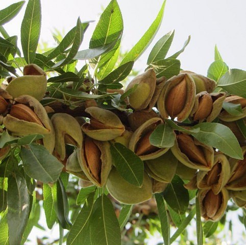 3 Yaş Ferragnes Badem