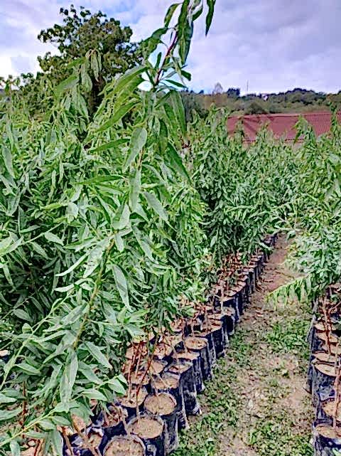 3 Yaş Ferragnes Badem