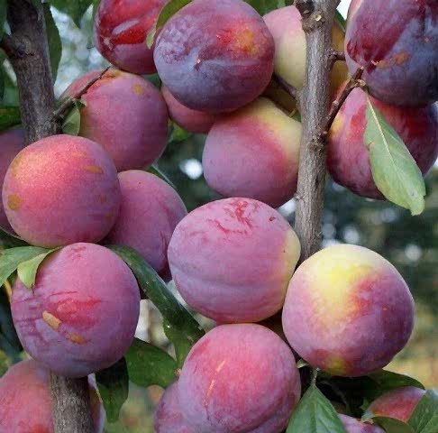 3 Yaş Fortuna Erik Fidanı