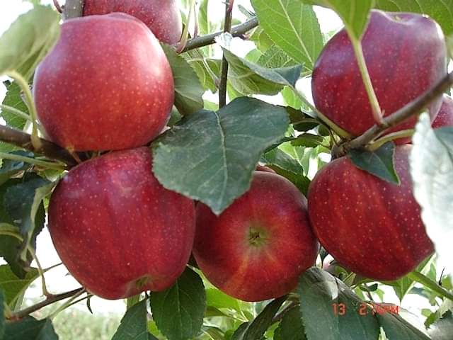 3 Yaş Gala Elma Fidanı