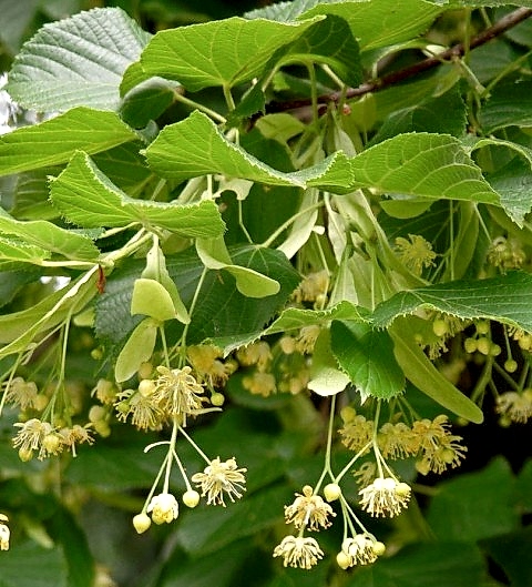 3 Yaş Gümüşi Ihlamur Fidanı