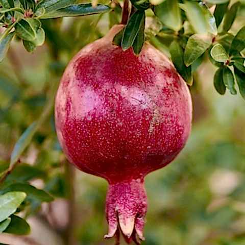 3 Yaş Hicaz Nar Fidanı