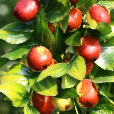 3 Yaş İri Taneli Hünnap Fidanı