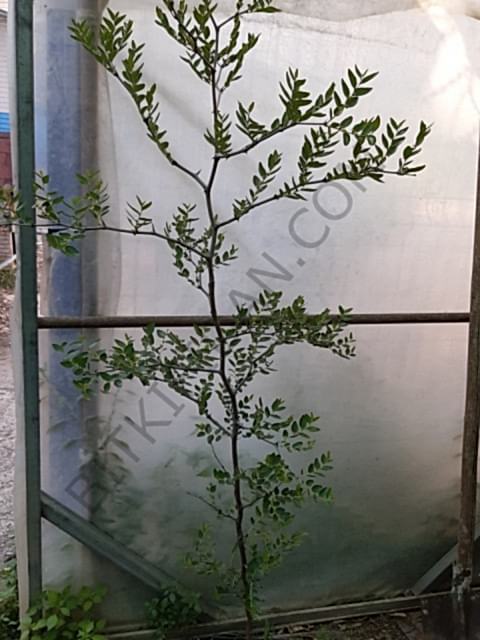 3 Yaş İri Taneli Hünnap Fidanı