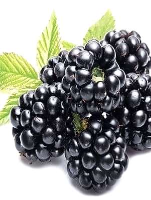 3 Yaş Jumbo Böğürtlen Fidanı