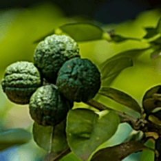 3 Yaş Keffir Lime-tatlı Lime Fidanı