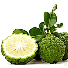 3 Yaş Keffir Lime-tatlı Lime  Fidanı