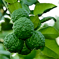 3 Yaş Keffir Lime-tatlı Lime  Fidanı