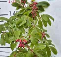 3 Yaş Kırmızı Çiçekli At Kestanesi Fidanı