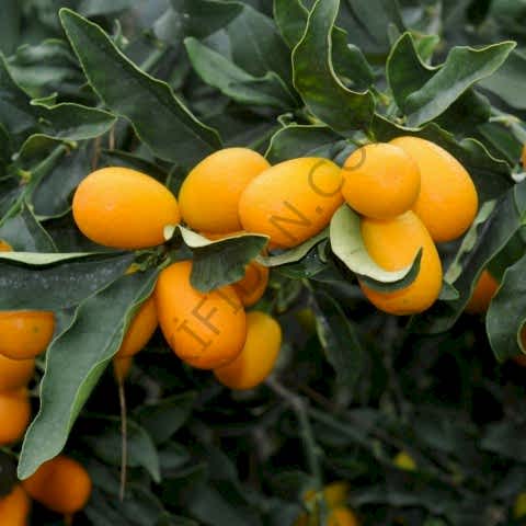 3 Yaş Kumkuat Fidanı