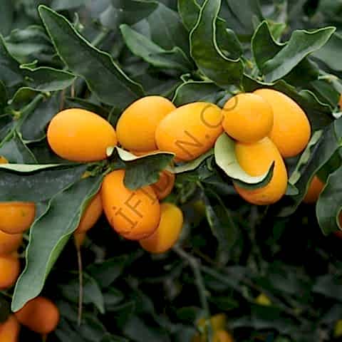 3 Yaş Kumkuat Fidanı