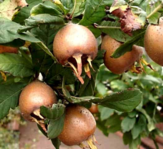 3 Yaş Muşmula Fidanı