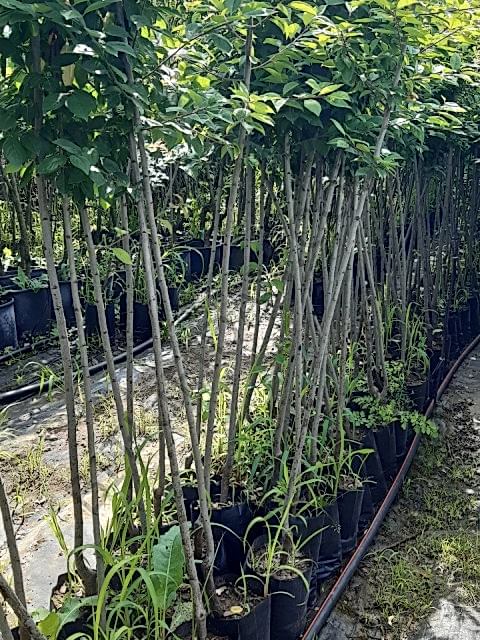 3 Yaş Muşmula Fidanı