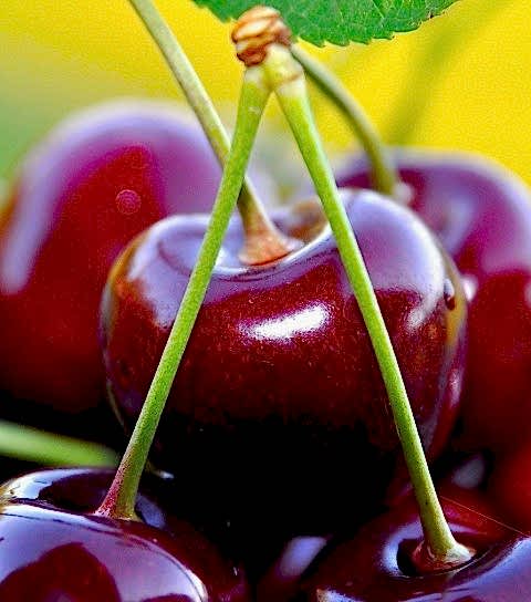 3 Yaş Napolyon Kiraz Fidanı