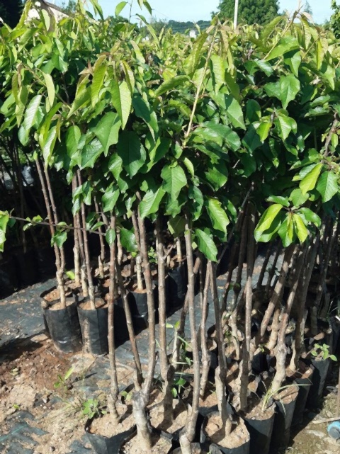 3 Yaş Napolyon Kiraz Fidanı