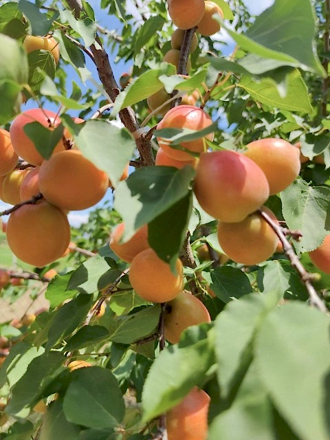 3 Yaş Orange Ruby Kayısı Fidanı
