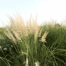 3 Yaş Pampas -saz Püskülü Fidanı-120-150 Cm