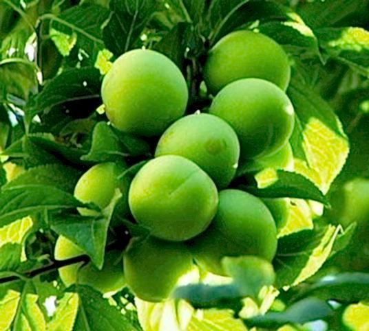 3 Yaş Papaz Eriği Fidanı