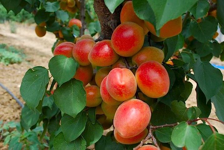 3 Yaş Perfect Red Kayısı Fidanı