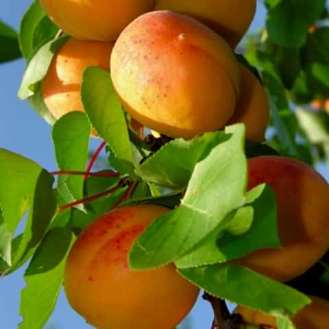 3 Yaş Roxana Kayısı Fidanı