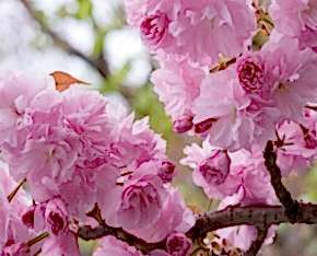 3 Yaş Sakura (süs Kirazı)-120-150 Cm