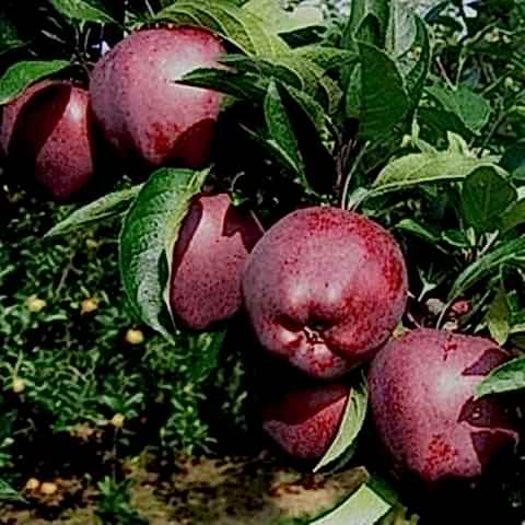 3 Yaş Scarlet Spur Elma