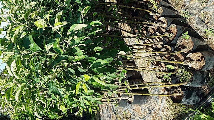 3 Yaş Scarlet Spur Elma